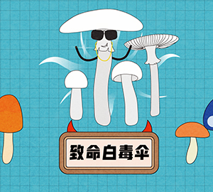 致命白毒傘是什么？